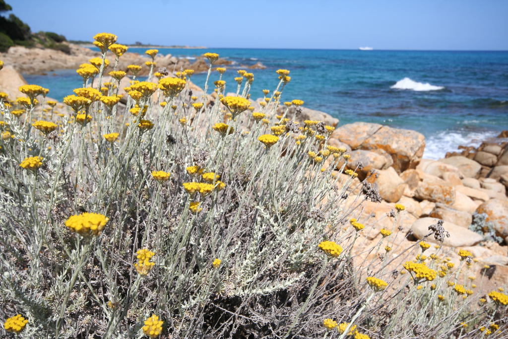 Villa La Conchiglia Rooms Cala Liberotto Εξωτερικό φωτογραφία